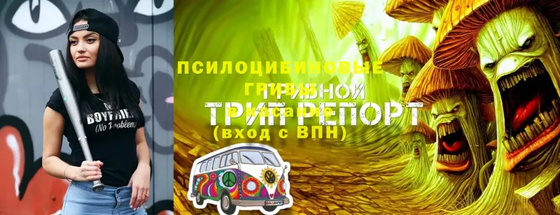 Псилоцибиновые грибы GOLDEN TEACHER  Ардатов 